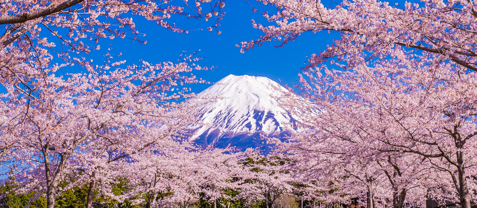 @と富士山の写真