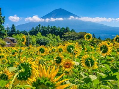 画像：夏特選