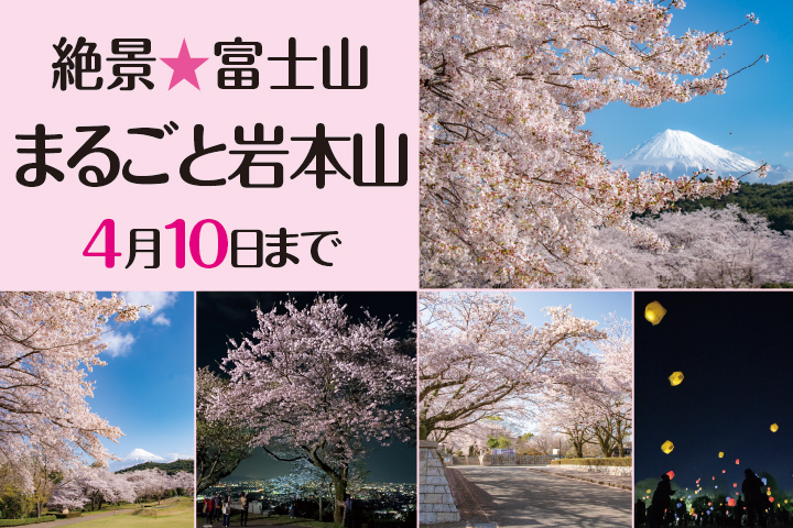 まるごと岩本山（桜）