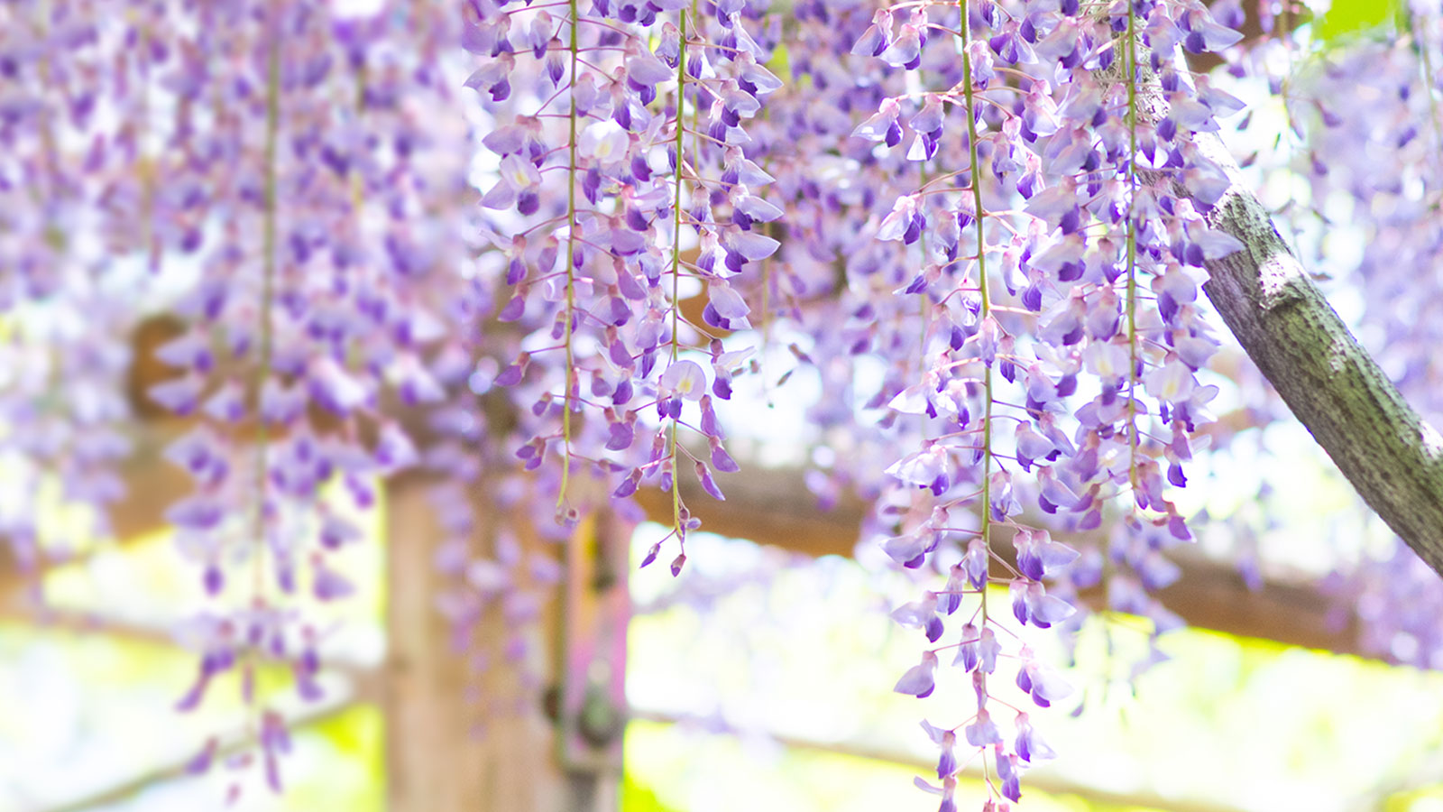 市の花「フジ」イメージ写真