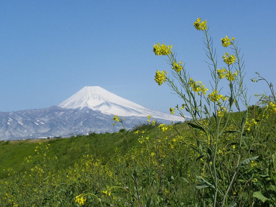 富士山と菜の花