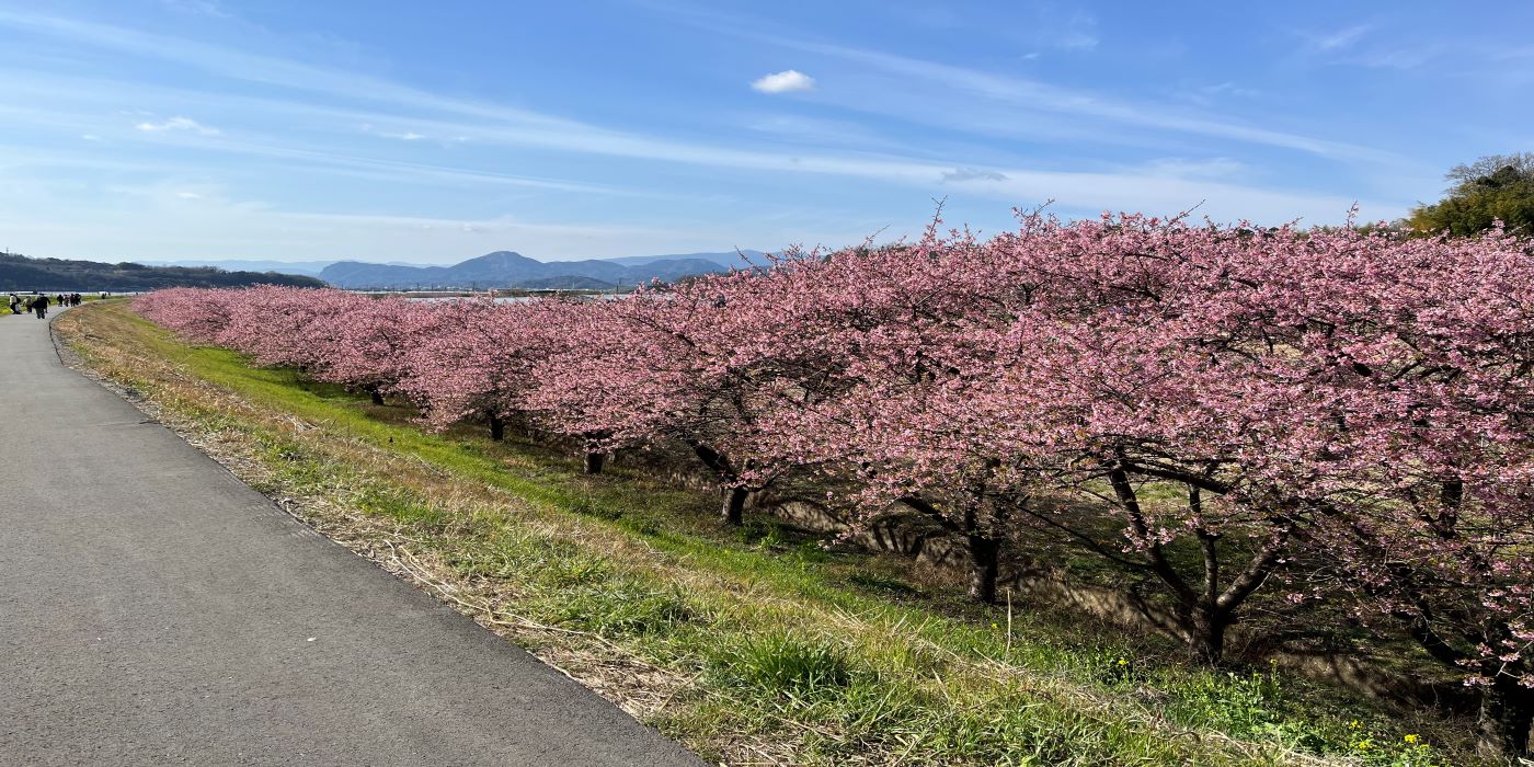桜並木