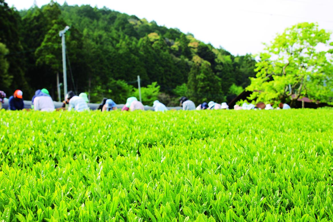 新茶の摘採
